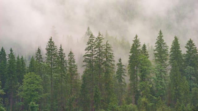 霧がかかった山林