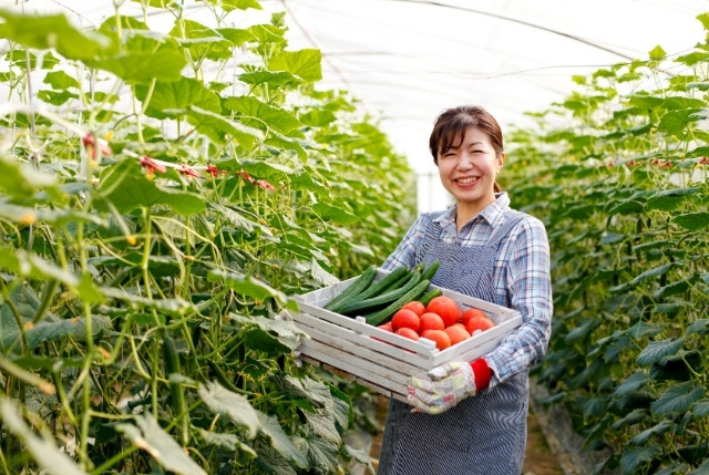 農園を経営している日本人女性がハウス内で収穫作業を行っている様子